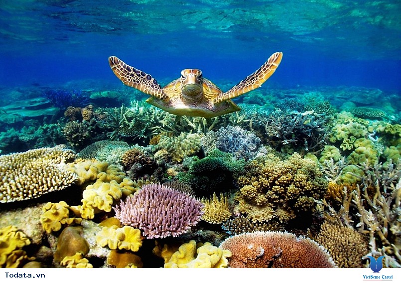 Lặn biển ngắm san hô ở côn đảo Lặn biển ngắm san hô ở côn đảo